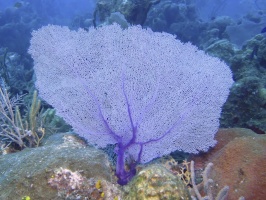 065 Fan Coral IMG 5854